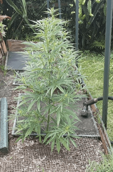 Swazi Burmese Columbian Red F1 10 Regular Seeds