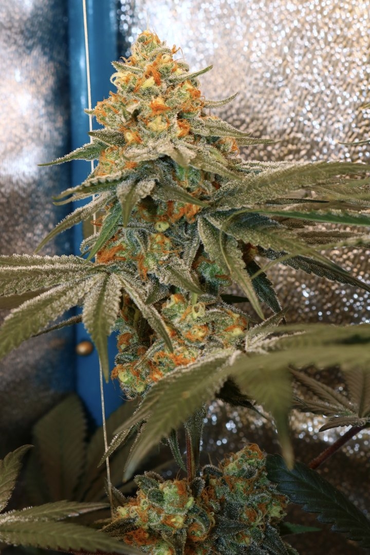 Black Lemon Reserve F1 (Lemon Sorbet x Blackberry Skittlez) 10 Feminized Seeds