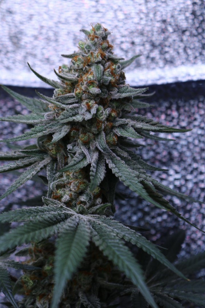 Black Lemon Reserve F1 (Lemon Sorbet x Blackberry Skittlez) 10 Feminized Seeds - Image 2