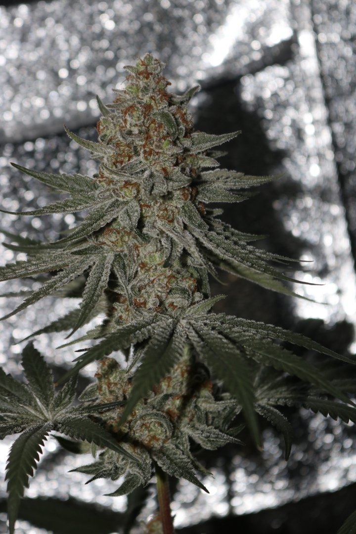 Black Lemon Reserve F1 (Lemon Sorbet x Blackberry Skittlez) 10 Feminized Seeds - Image 3