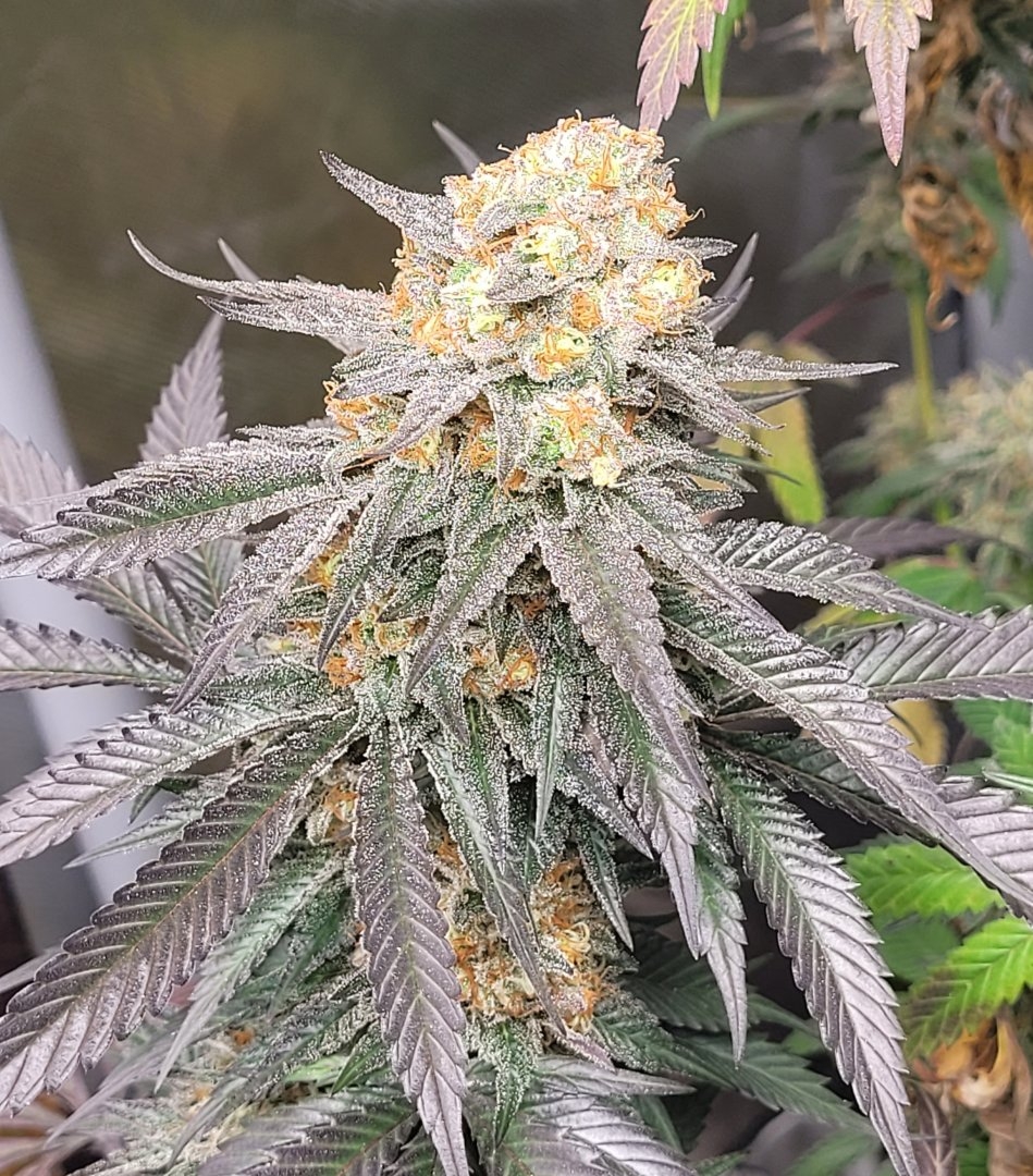 Black Lime Preserves F1 (Chernobyl x Blackberry Skittlez) 10 Feminized Seeds