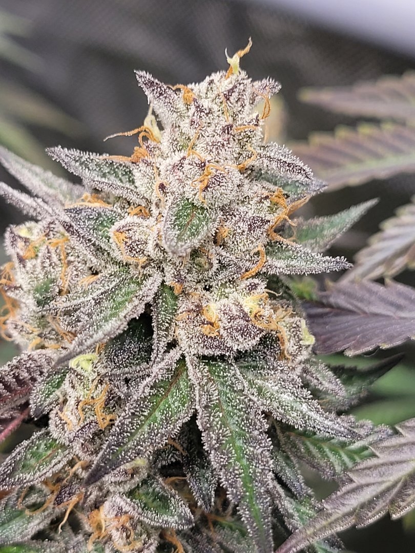 Black Lime Preserves F1 (Chernobyl x Blackberry Skittlez) 10 Feminized Seeds - Image 2