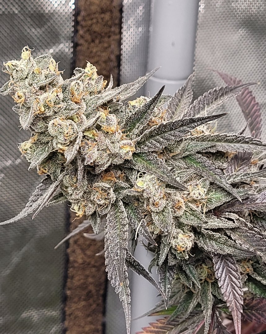 Black Lime Preserves F1 (Chernobyl x Blackberry Skittlez) 10 Feminized Seeds - Image 3