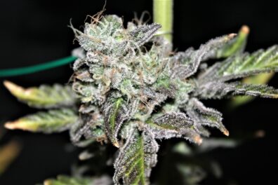 Black Mamba S1 (Black D.O.G. x Jelly Pie) 10 Feminized Seeds
