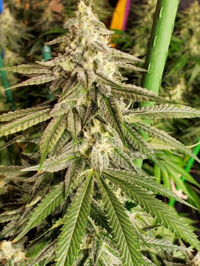 Cap Junky x Sour Diesel F1 10 Regular Seeds
