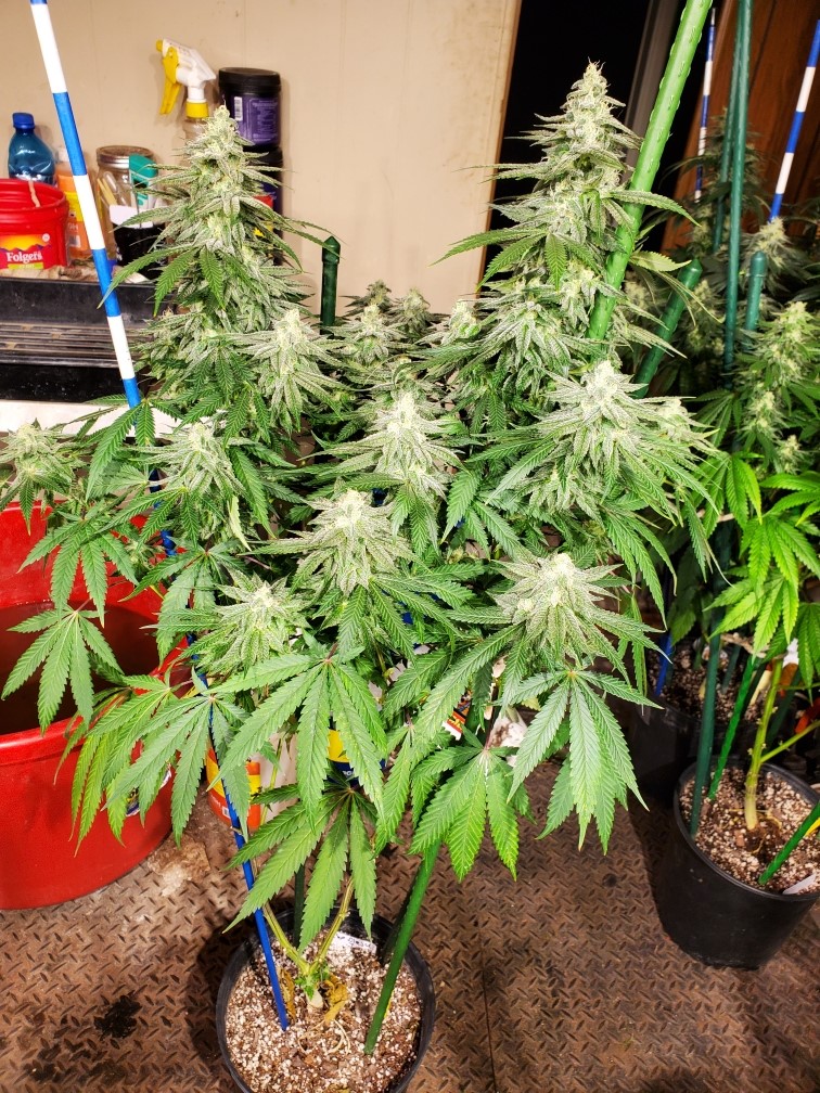 Cap Junky x Sour Diesel F1 10 Regular Seeds - Image 4