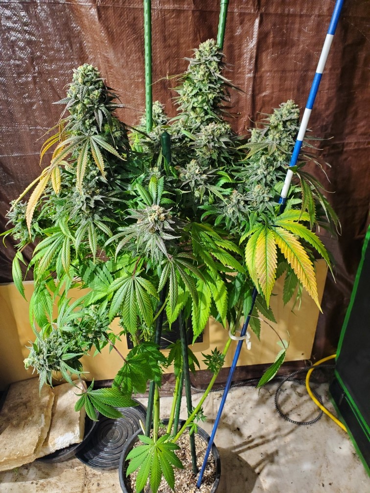 Cap Junky x Sour Diesel F1 10 Regular Seeds - Image 3