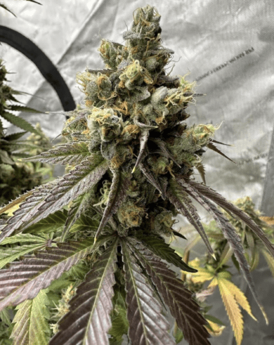 Doggiestyle V2 F1 (Axle Grease x Chemdog 91 Reversed) 7 Feminized Seeds