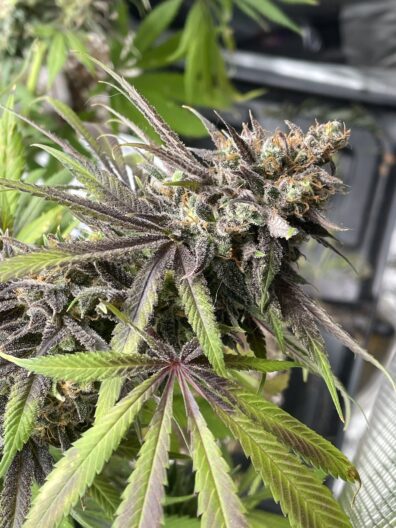 Frankenberry Diesel F1 (Strawberry Cough x Sour Diesel) 10 Regular Seeds