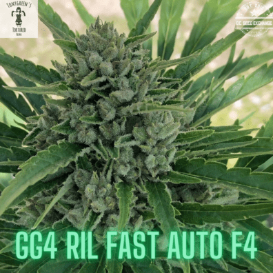 GG4 RIL Fast Auto F4 10 Regular Autoflower Seeds