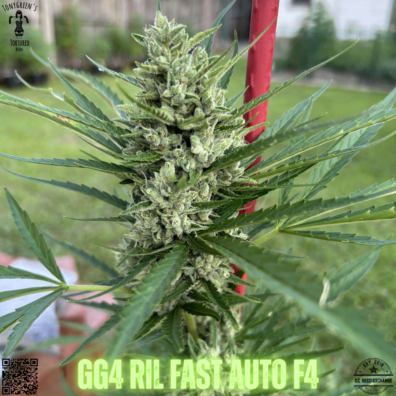 GG4 RIL Fast Auto F4 IG v2