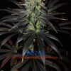 MB232 F1 (Master Kush x Blueberry F4) 13 Regular Seeds - Image 8