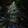 MB232 F1 (Master Kush x Blueberry F4) 13 Regular Seeds - Image 9
