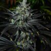 MB232 F1 (Master Kush x Blueberry F4) 13 Regular Seeds - Image 7