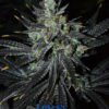 MB232 F1 (Master Kush x Blueberry F4) 13 Regular Seeds - Image 6