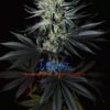 MB232 F1 (Master Kush x Blueberry F4) 13 Regular Seeds - Image 5