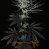 MB232 F1 (Master Kush x Blueberry F4) 13 Regular Seeds - Image 4