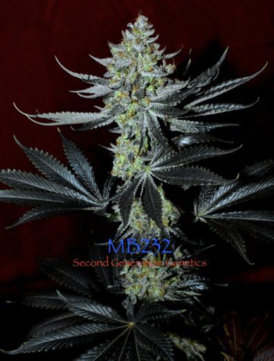 MB232 F1 (Master Kush x Blueberry F4) 13 Regular Seeds