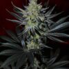 MB232 F1 (Master Kush x Blueberry F4) 13 Regular Seeds - Image 3
