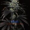 MB232 F1 (Master Kush x Blueberry F4) 13 Regular Seeds - Image 2