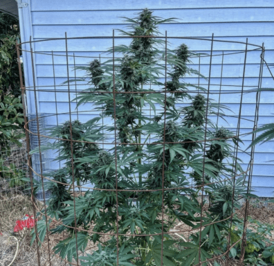 Miner's Koffee F1 (Kaya's Koffee F6 x Coal Miner's Daughter F5) 20 Regular Seeds