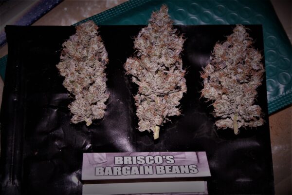 Motor City Cream F1 (Creamsicle #4 x Big Detroit Energy) 10 Feminized Seeds - Image 4