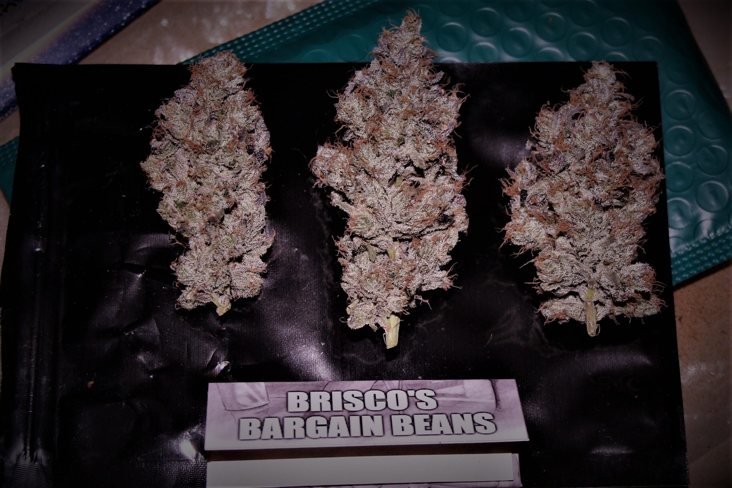 Motor City Cream F1 (Creamsicle #4 x Big Detroit Energy) 10 Feminized Seeds - Image 4