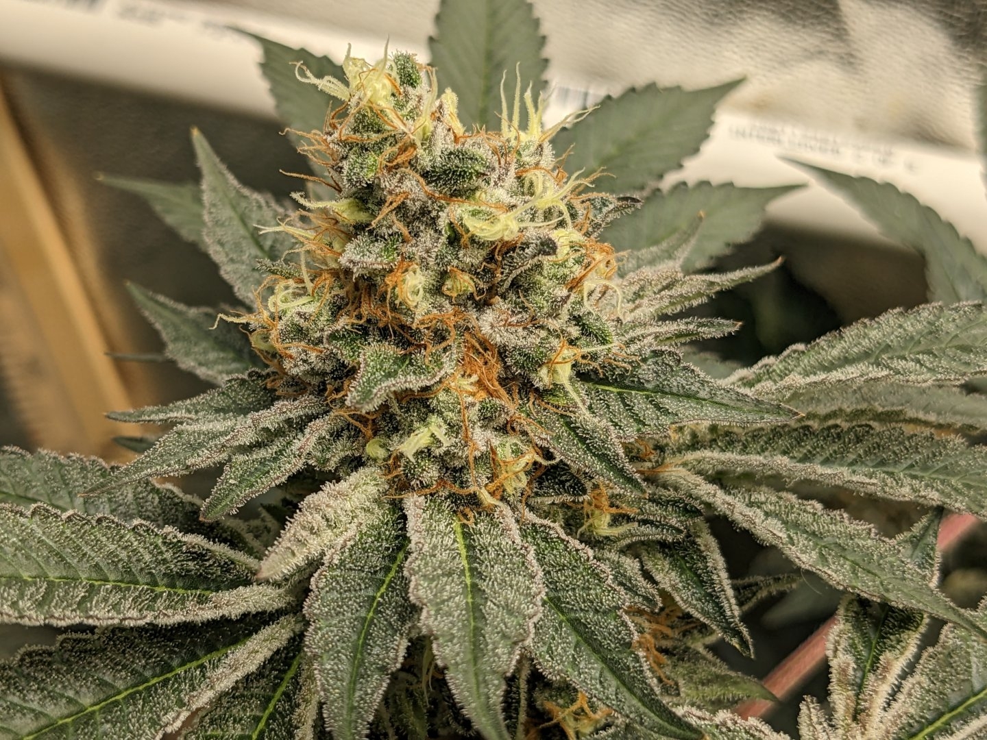 Motor City Cream F1 (Creamsicle #4 x Big Detroit Energy) 10 Feminized Seeds - Image 2