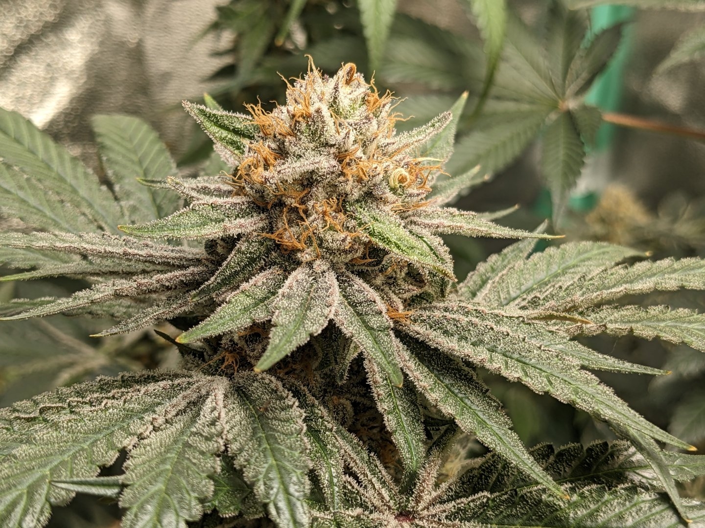 Motor City Cream F1 (Creamsicle #4 x Big Detroit Energy) 10 Feminized Seeds - Image 3
