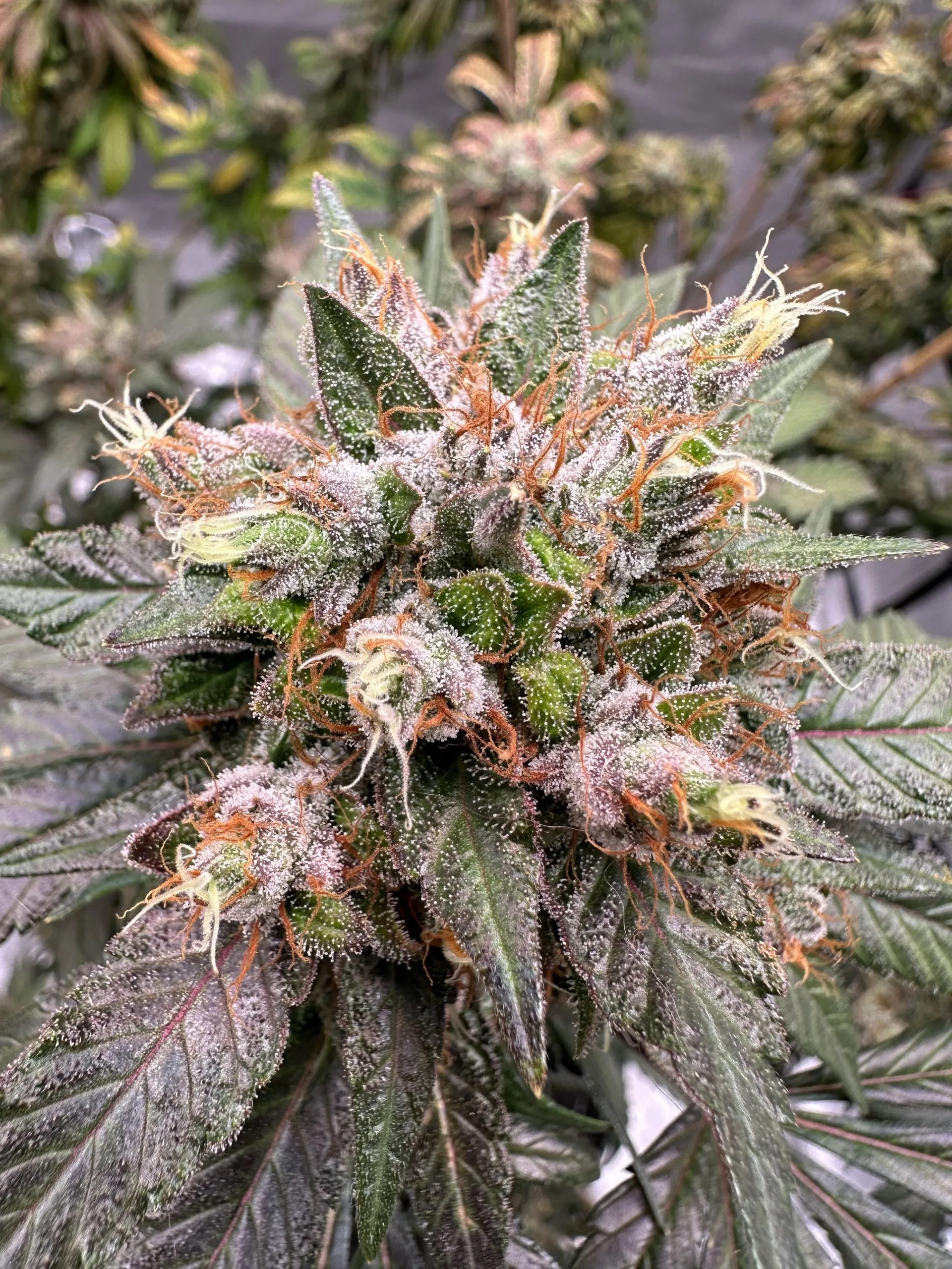 New York Blue Bubba CU
