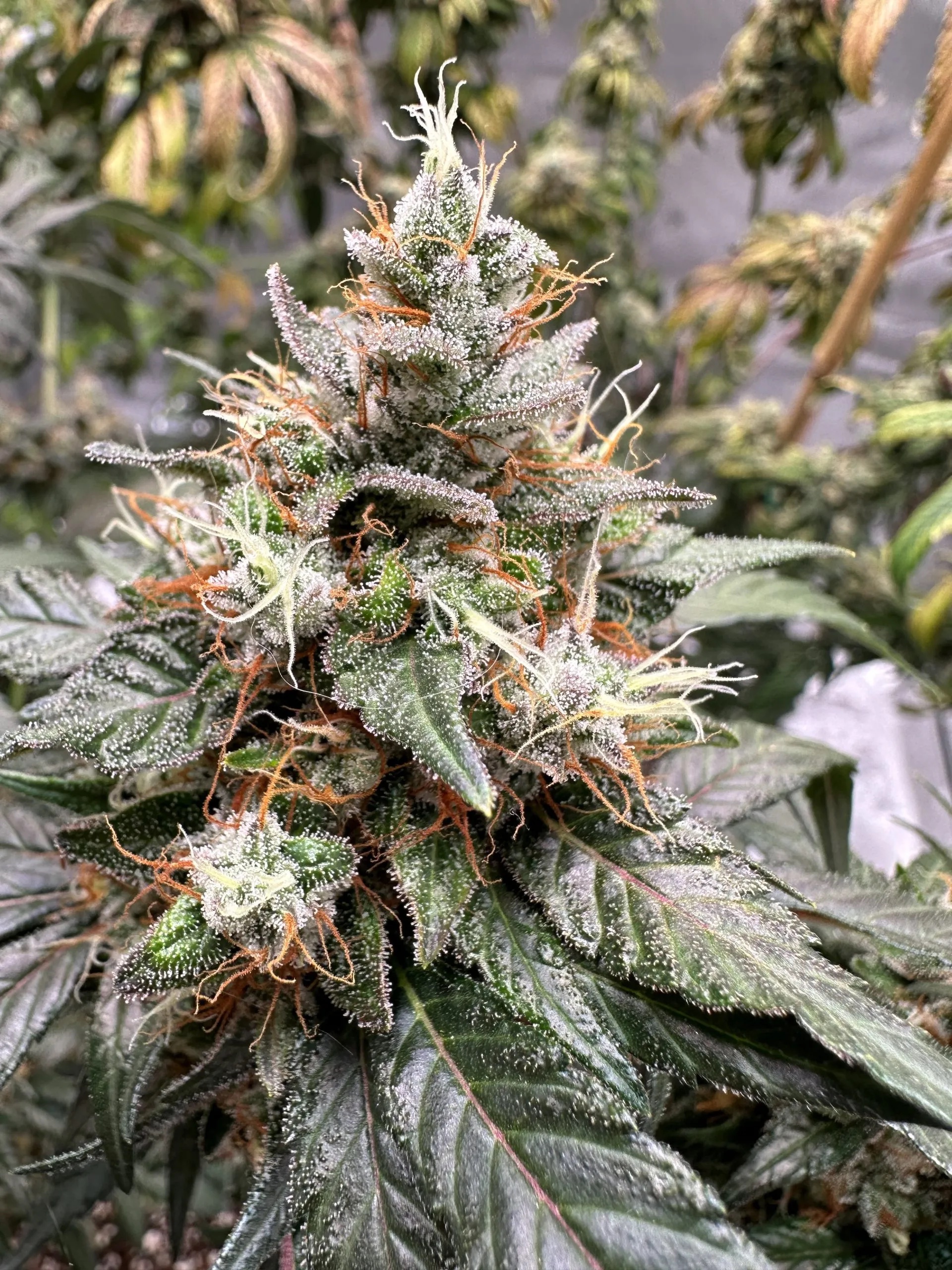 New York Blue Bubba Frost