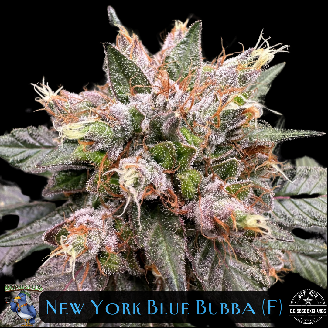 New York Blue Bubba IG