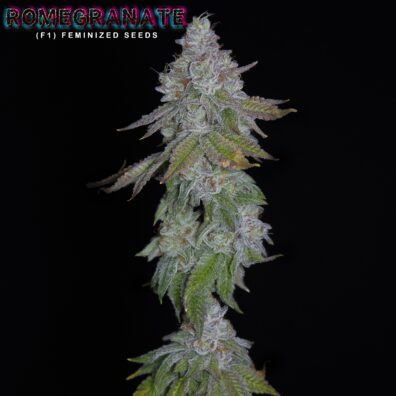 Romegranate F1 ([Lemon Skunk x Larry Bird] x Romulan) 6 Feminized Seeds