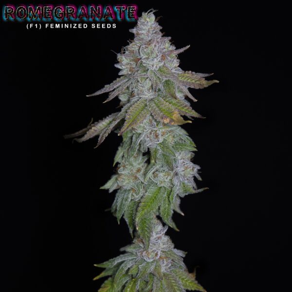 Romegranate F1 ([Lemon Skunk x Larry Bird] x Romulan) 6 Feminized Seeds