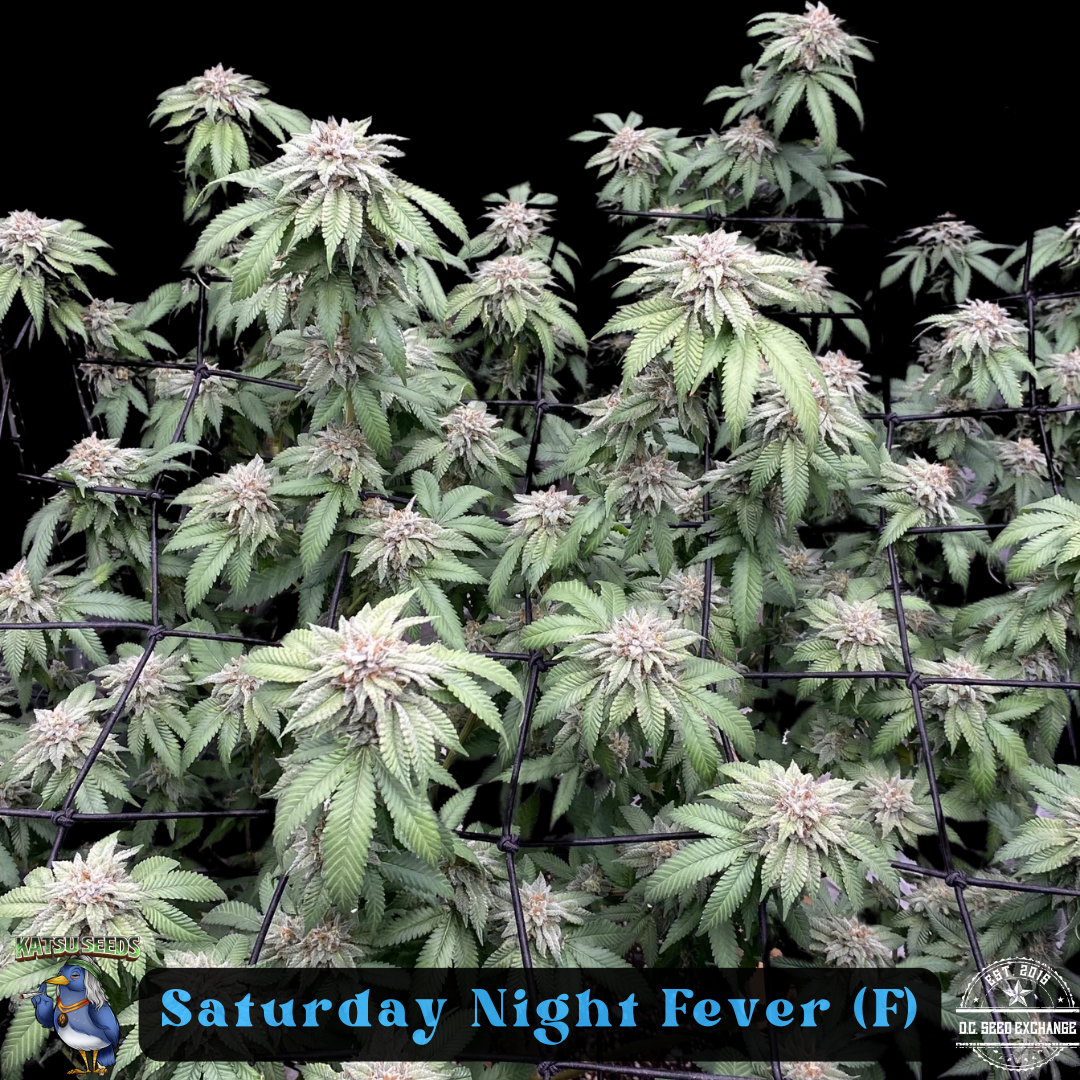Saturday Night Fever F1 (Trinity Skunk x Pre 98 Bubba Kush) 6 Feminized Seeds