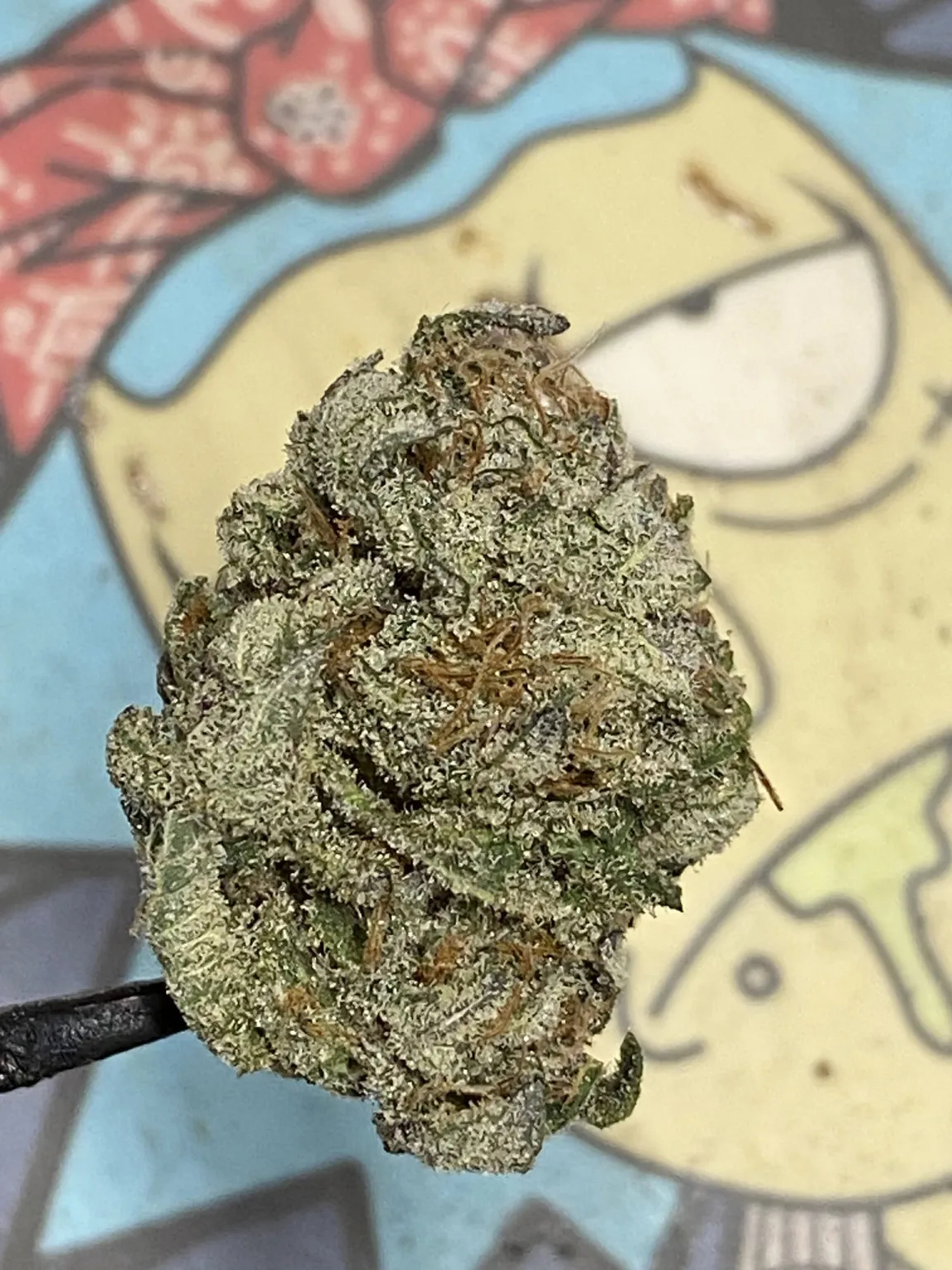 Saturday Night Fever F1 (Trinity Skunk x Pre 98 Bubba Kush) 6 Feminized Seeds - Image 3