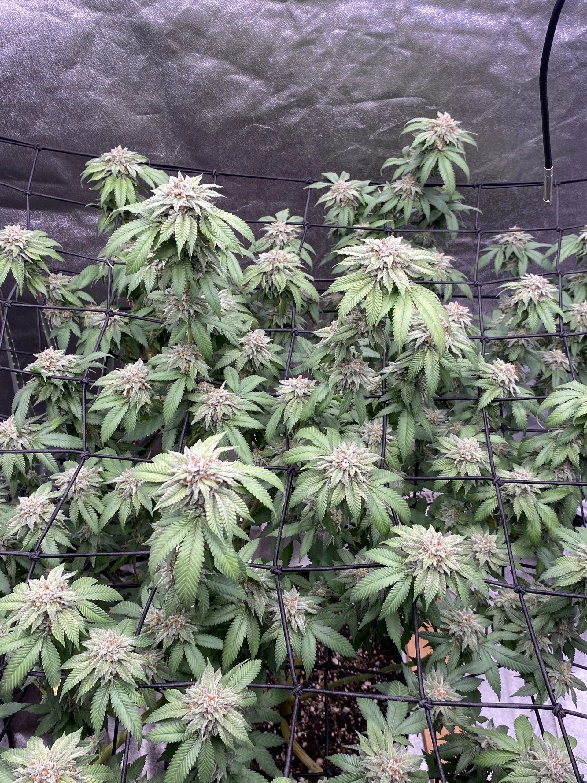 Saturday Night Fever F1 (Trinity Skunk x Pre 98 Bubba Kush) 6 Feminized Seeds - Image 2