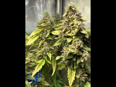 Sour OG Mango F1 10 Regular Seeds