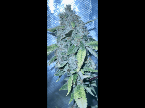 Sour OG Mango F1 10 Regular Seeds - Image 3