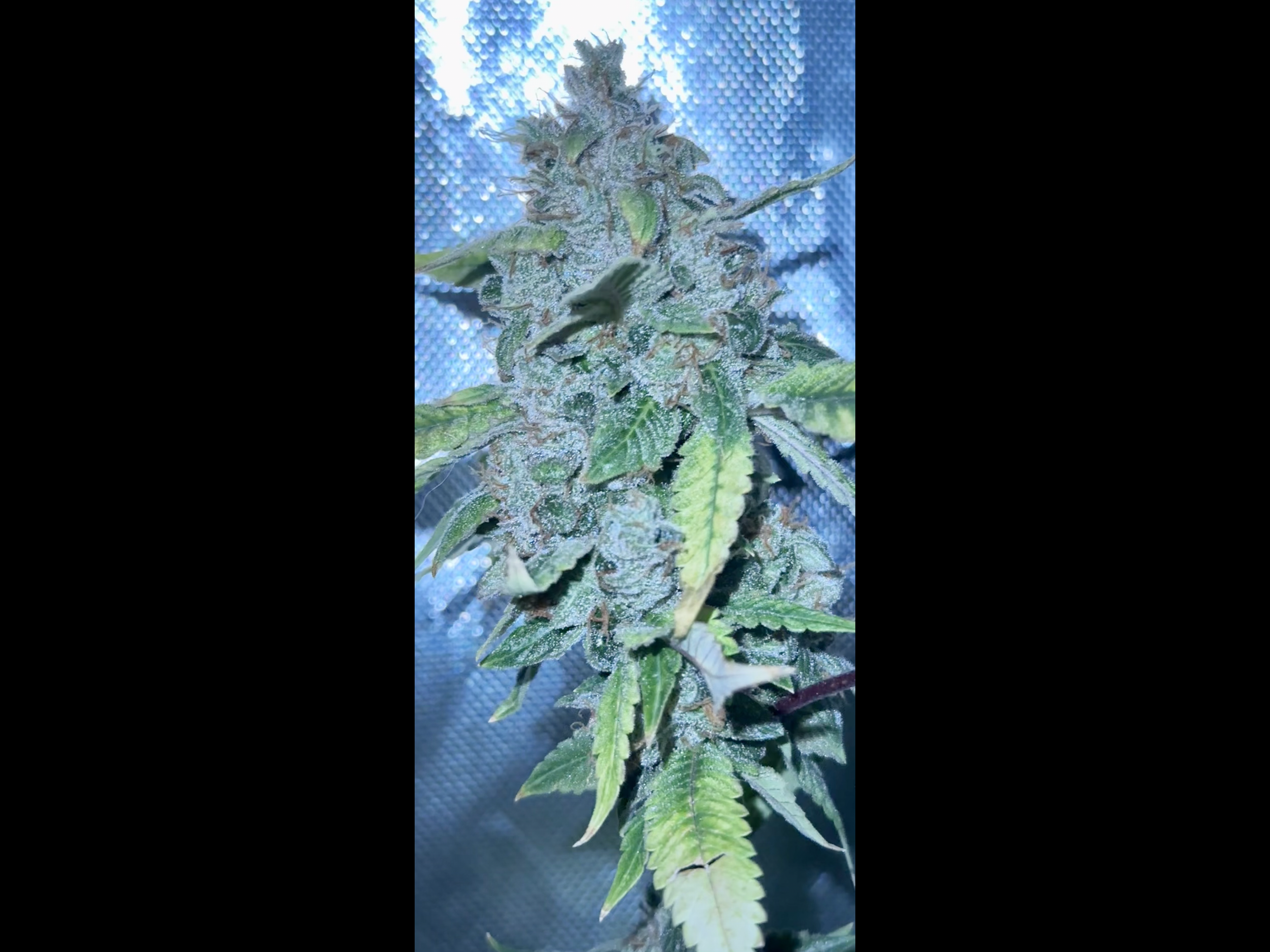 Sour OG Mango F1 10 Regular Seeds - Image 3