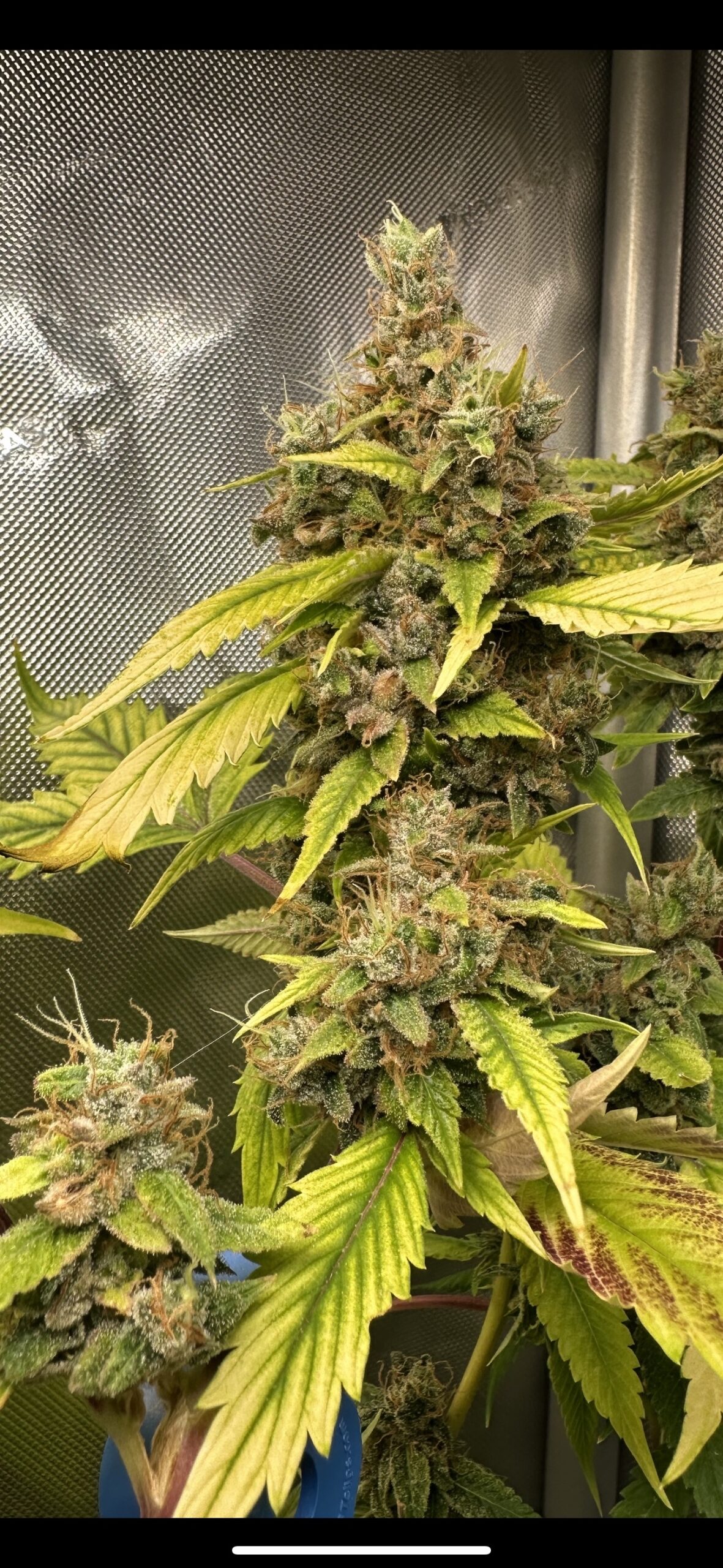 Sour OG Mango F1 10 Regular Seeds - Image 2