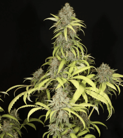 Sour Pupil F1 7 Feminized Seeds
