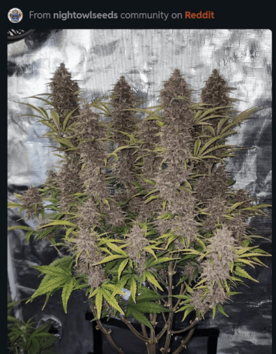 Star Fox & Moth Man F1 3 Feminized Autoflower Seeds