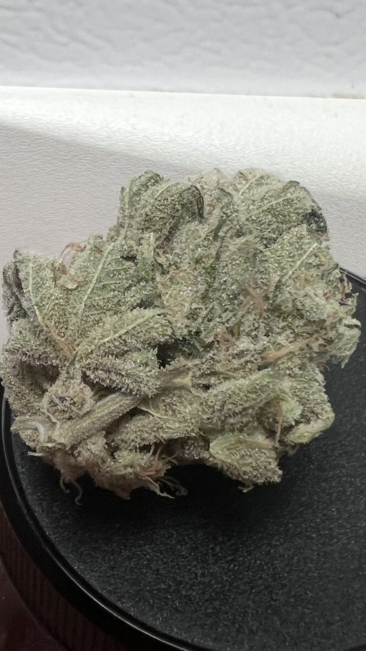 Triangle Glue Auto F4 10 Regular Autoflower Seeds - Image 2