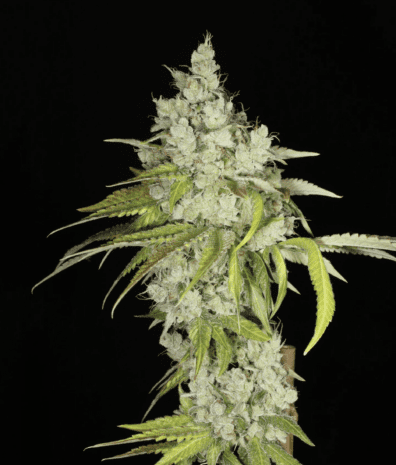 Vx1000 F1 (Prayer Glue 7 x Chemdog 91) 7 Feminized Seeds