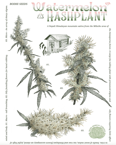 Watermelon Hashplant 13 Regular Seeds