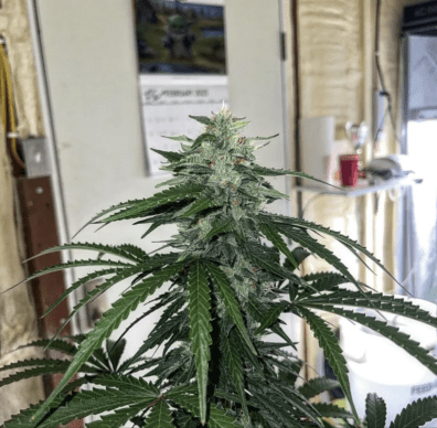 Witcher’s Creek F1 (Bobby's Swirled x Moth Man) 3 Feminized Autoflower Seeds