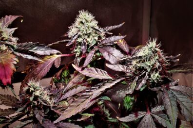 Motor City Cream F1 (Creamsicle #4 x Big Detroit Energy) 10 Feminized Seeds