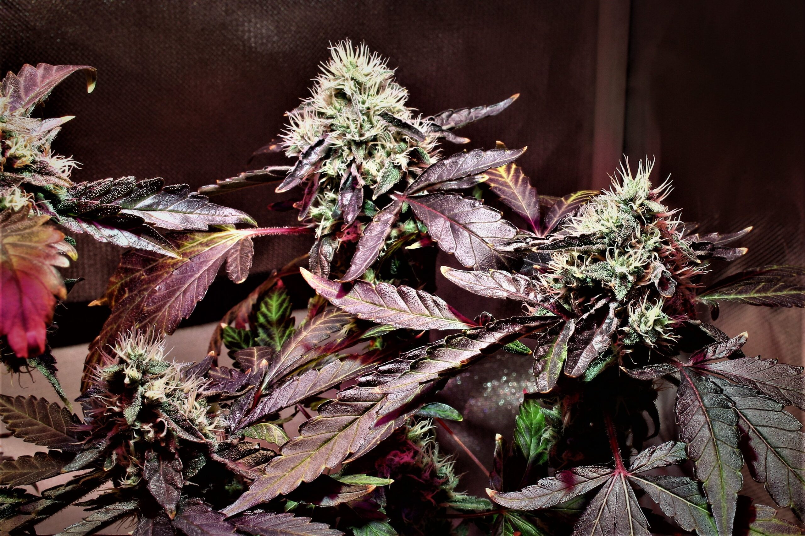 Motor City Cream F1 (Creamsicle #4 x Big Detroit Energy) 10 Feminized Seeds