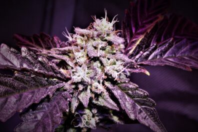 Wanda Mac F1 (Purple Banana Cake x Big Detroit Energy) 10 Feminized Seeds